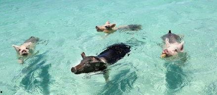 明星网红冲浪视频,捕捉海浪上的风采瞬间