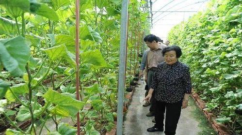 涧西吃瓜最新事件爆料是真的吗,最新爆料真相揭秘